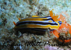 Chromodoris celinae