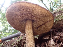 Leccinellum griseum
