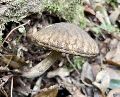 Leccinellum griseum