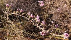 Amphithalea muraltioides