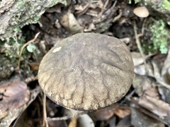 Leccinellum griseum
