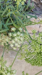 Crithmum maritimum image