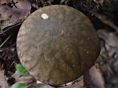 Leccinellum griseum