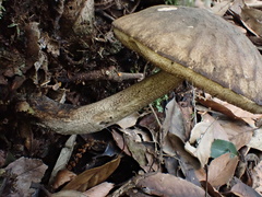 Leccinellum griseum