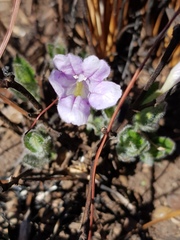 Ruellia cordata