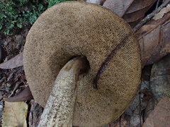 Leccinellum griseum