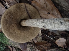 Leccinellum griseum