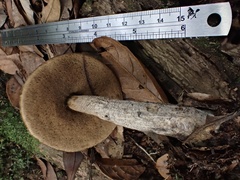 Leccinellum griseum