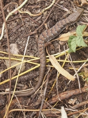 Elgaria multicarinata multicarinata