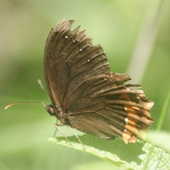 Gyrocheilus patrobas patrobas