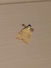 Basacallis tarachodes