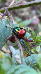 Chrysomelidae