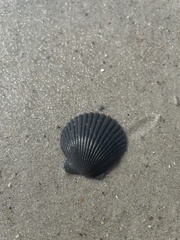 Argopecten irradians concentricus