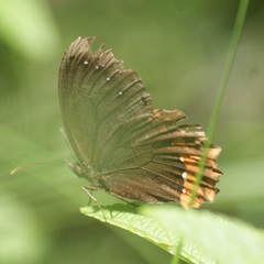 Gyrocheilus patrobas patrobas