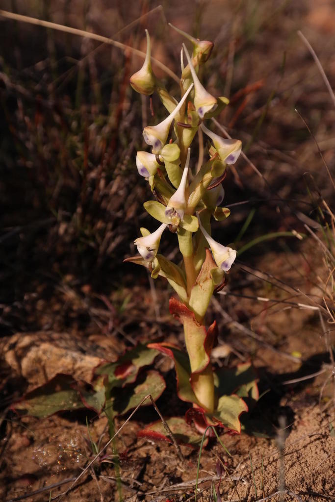 Ovalleaf Disas