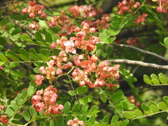Cassia javanica