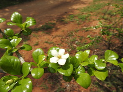 Catunaregam taylorii