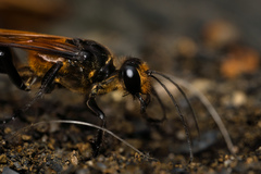 Sphex diabolicus