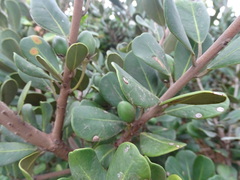 Mimusops caffra