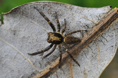 Coryphasia