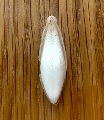 Elegant Cuttlefish