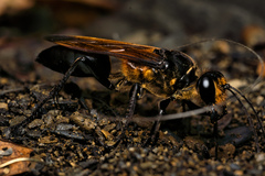 Sphex diabolicus