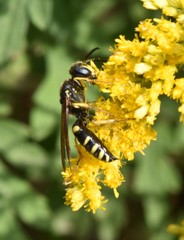 Philanthus solivagus