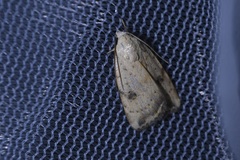 Micrathetis
