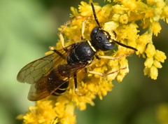 Philanthus solivagus