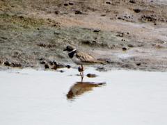 Charadrius hiaticula tundrae