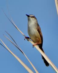 Prinia subflava pondoensis