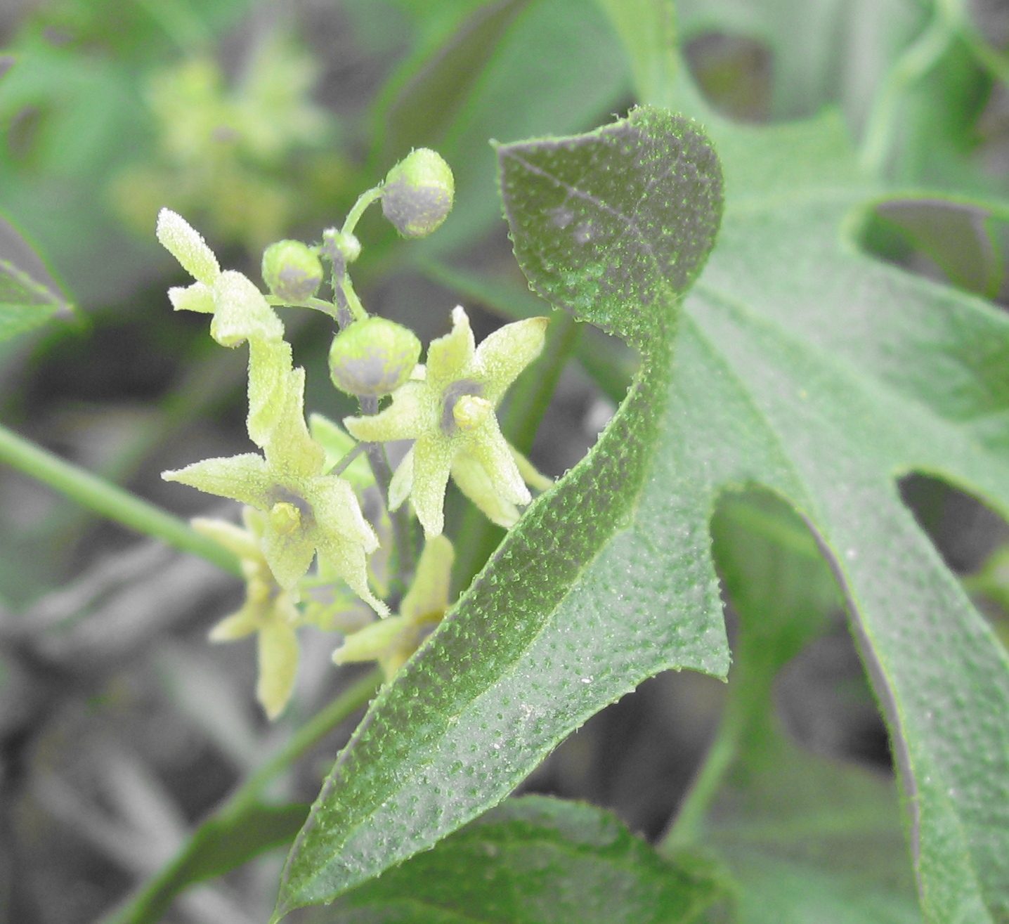 Marah gilensis