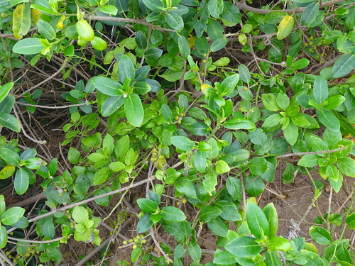 Image of Ficus burtt by (c) Shaun Swanepoel, some rights reserved (CC BY)
