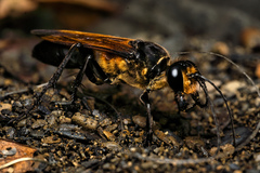 Sphex diabolicus