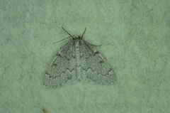 Nepytia pellucidaria