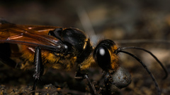 Sphex diabolicus
