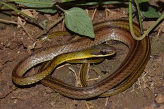 Dendrophidion bivittatus