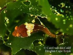 Apletodon pellegrini
