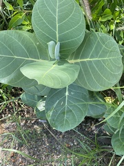 Calotropis