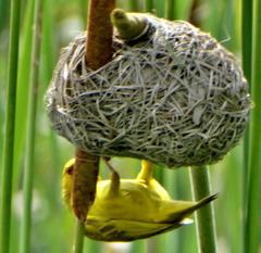 Ploceus subaureus subaureus