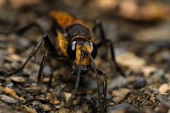 Sphex diabolicus
