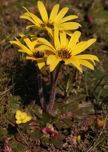 Wetland Falsegerbera (Haplocarpha parvifolia)