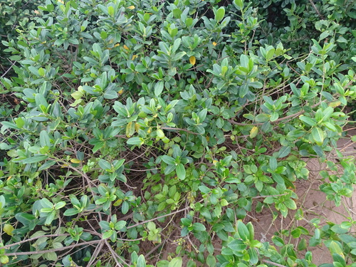 Image of Ficus burtt by (c) Shaun Swanepoel, some rights reserved (CC BY)