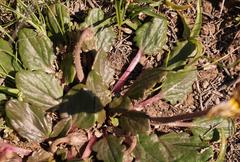 Haplocarpha parvifolia