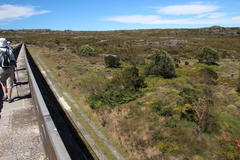 Prunus persica persica