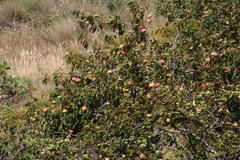 Prunus persica persica