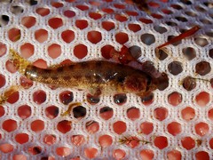 Etheostoma cragini