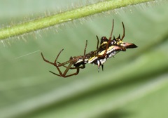 Micrathena balzapamba
