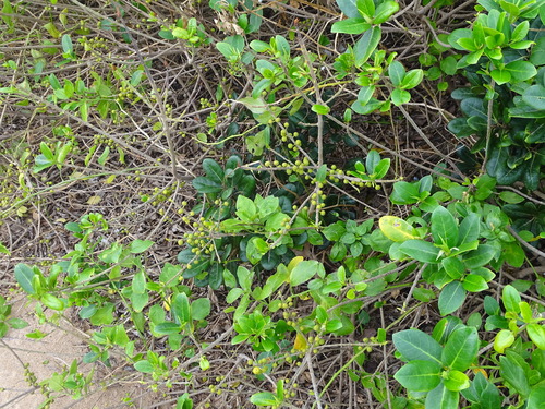 Image of Ficus burtt by (c) Shaun Swanepoel, some rights reserved (CC BY)