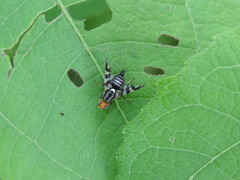 Rhagoletis striatella
